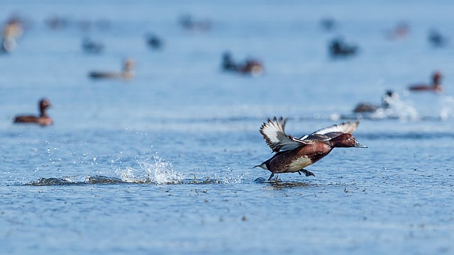 মরচে রং ভুতিহাঁস