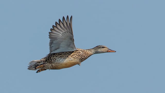 পিয়ং হাঁস