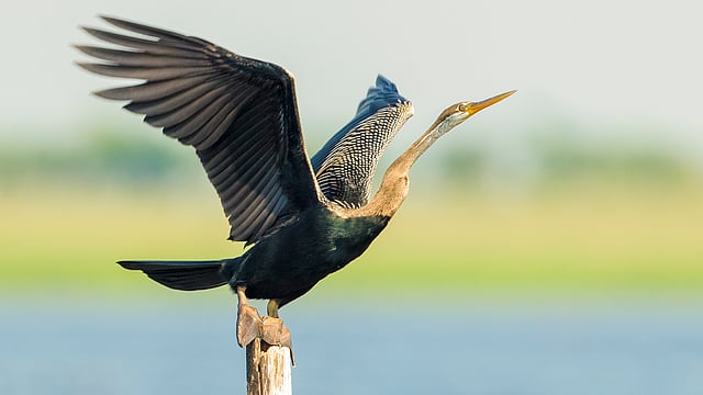 সাপপাখি