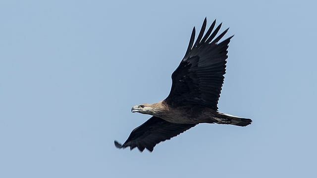 পালাসি কুরা ইগল