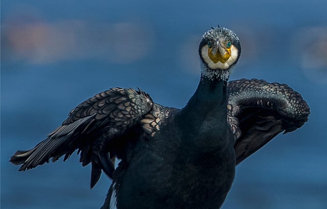 বড় পানকৌড়ি