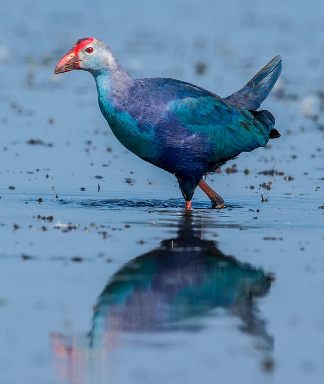 বেগুনি কালেম