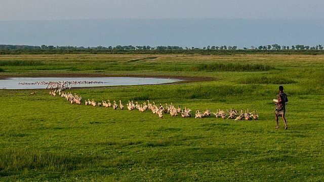 হাওরে হাঁসের পাল নিয়ে শিশু