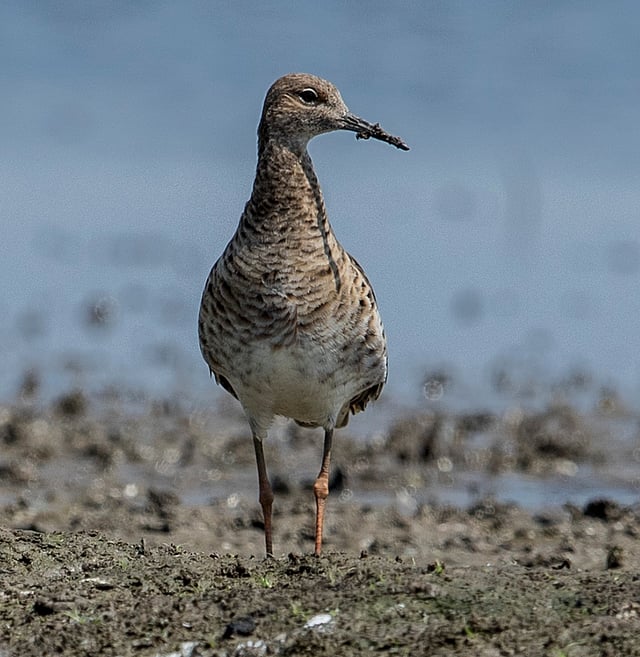গেওয়ালা বাটান