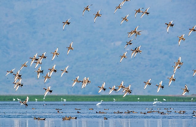 হাওরে পাখির ঝাঁক