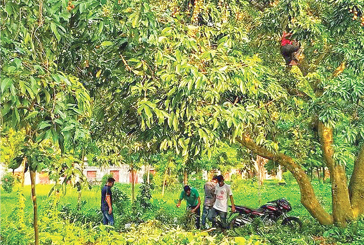 রাজশাহী বিশ্ববিদ্যালয়ে রোকেয়া হলের পেছনে ইজারা দেওয়া একটি গাছ থেকে লিচু পেড়ে নেওয়া হচ্ছে।  ছবি: সংগৃহীত