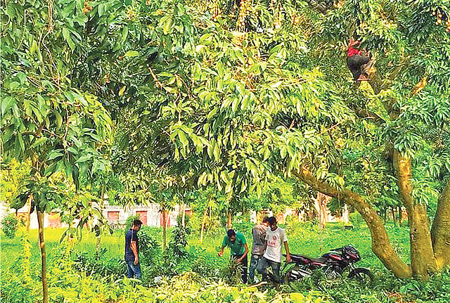 রাজশাহী বিশ্ববিদ্যালয়ে রোকেয়া হলের পেছনে ইজারা দেওয়া একটি গাছ থেকে লিচু পেড়ে নেওয়া হচ্ছে।  ছবি: সংগৃহীত
