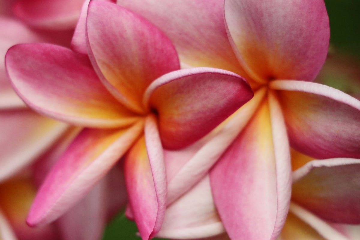 লাল কাঠগোলাপ ফুটে আছে ডালে। ফুলের বৈজ্ঞানিক নাম (Plumeria lutea) । মিলনপুর মাভিলা, খাগড়াছড়ি।