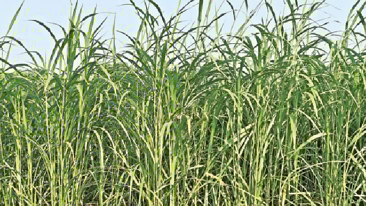 যশোরের বাঘারপাড়ায় ব্যাপক হারে চাষ হচ্ছে নেপিয়ার ঘাস। গত বৃহস্পতিবার উপজেলার গাইদঘাট গ্রামে।  প্রথম আলো