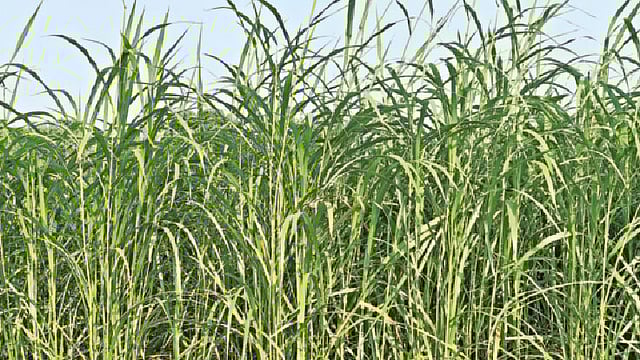 যশোরের বাঘারপাড়ায় ব্যাপক হারে চাষ হচ্ছে নেপিয়ার ঘাস। গত বৃহস্পতিবার উপজেলার গাইদঘাট গ্রামে।  প্রথম আলো