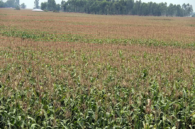 বিস্তর চর এলাকাজুড়ে হয়েছে ভুট্টার আবাদ। ইচলি,গঙ্গাচড়া, রংপুর।