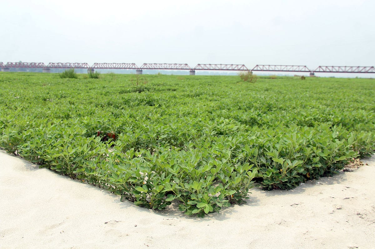 তিস্তা নদীর চর জুড়ে এখন বাদাম খেত। পানজরভাঙ্গা,কাউনিয়া,রংপুর।