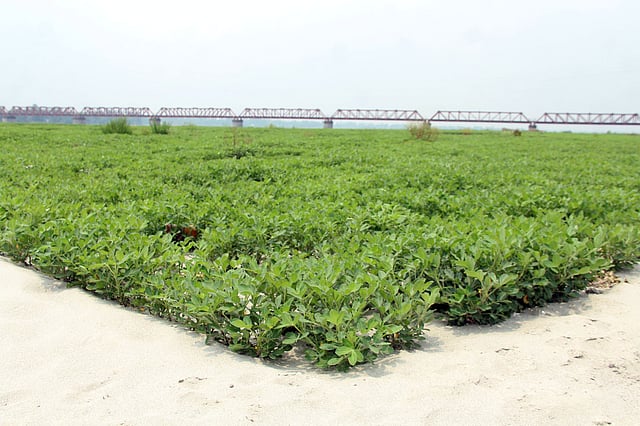 তিস্তা নদীর চর জুড়ে এখন বাদাম খেত। পানজরভাঙ্গা,কাউনিয়া,রংপুর।