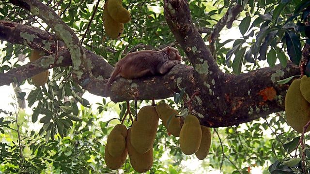 ভরপেট খেয়ে এবার বিশ্রাম।