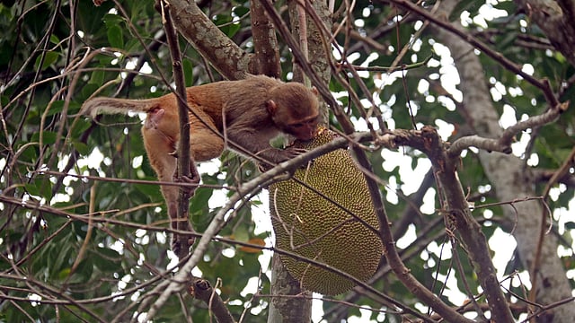 কাঁঠাল খাওয়া চলছে।
