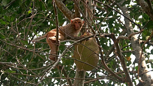 পছন্দ হয়েছে একটা।
