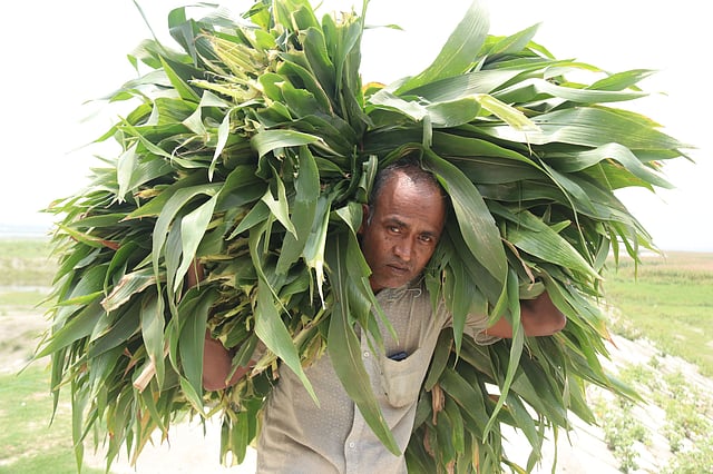ভুট্টার পাতা গবাদিপশুর জন্য নিয়ে যাচ্ছেন তিনি। মহিপুর,গঙ্গাচড়া, রংপুর।