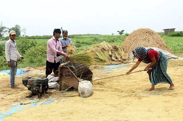 বালুচরে ধান কাটা ও মাড়াই চলছে। পানজরভাঙ্গা, কাউনিয়া, রংপুর।