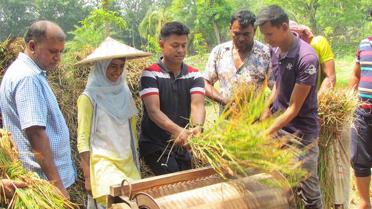 ধান মাড়াই করছেন নড়াইলের পুলিশ সুপার মোহাম্মদ জসিম উদ্দীন। নড়াইল, ১৪ মে ২০১৯। ছবি: প্রথম আলো