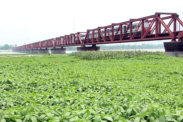 এখন পাটও আবাদ হচ্ছে বালুচরে। পানজরভাঙ্গা, কাউনিয়া, রংপুর।