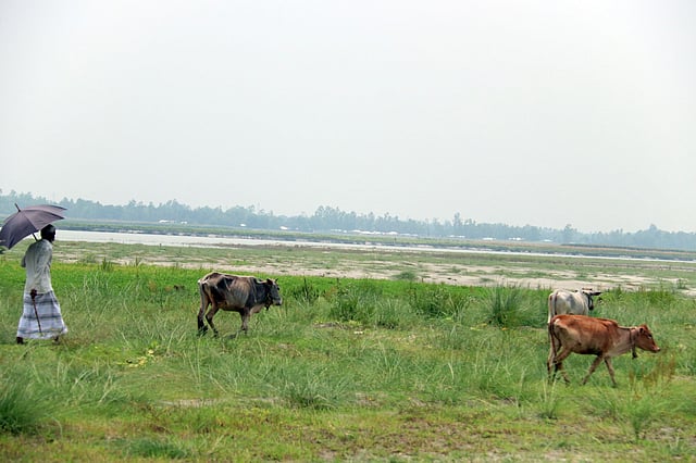 বালুচরে ঘাস। সেখানে গরু চরানো হচ্ছে। ইচলি, গঙ্গাচড়া, রংপুর।