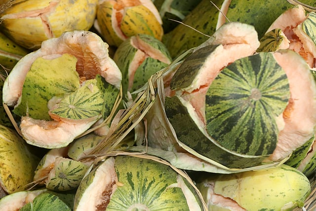 খেত থেকে তোলা ফাটা বাঙ্গি