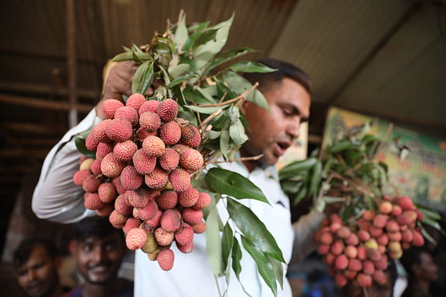 যশোরের লিচু। ১ হাজার লিচুর পাইকারি দাম ১ হাজার ২০০ থেকে ১ হাজার ৩০০ টাকা।