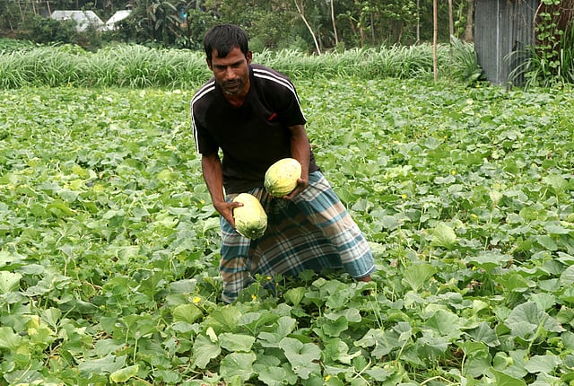 খেত থেকে ফেটে যাওয়া পাকা বাঙ্গি তুলছেন অফিজ উদ্দিন। পরে এগুলো শহরে বিক্রির জন্য নেবেন তিনি