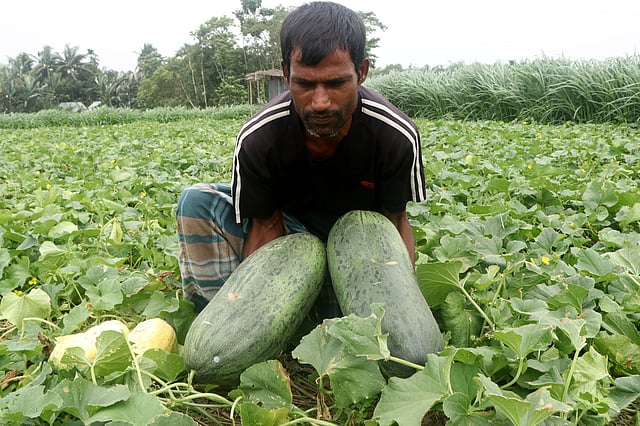 খেতই বাঙ্গি পেকেছেন কি না, তা দেখছেন অফিজ উদ্দিন। পরে এগুলো বিক্রির জন্য শহরে নেওয়া হবে