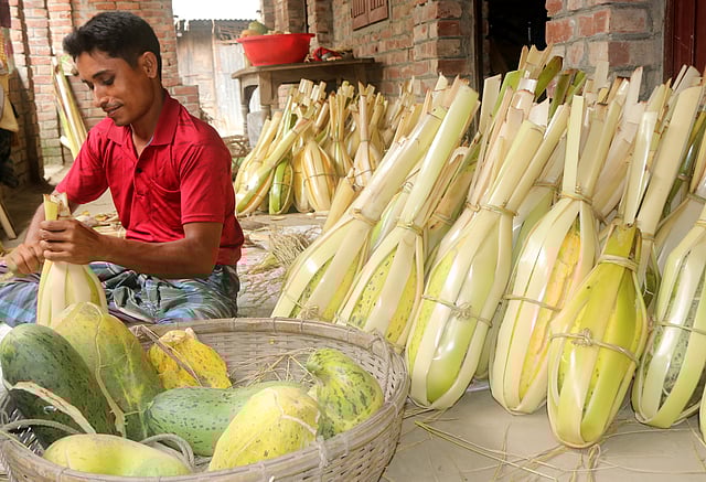 বাড়ির উঠানে খেত থেকে তোলা ফাটা বাঙ্গি কলাগাছের বাকল দিয়ে বাঁধছেন কৃষক হেলাল উদ্দিন।