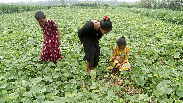 বাঙ্গিখেতে গ্রামীণ শিশুদের আনাগোনা। খাওয়ার জন্য পাকা বাঙ্গি খুঁজছে তারা