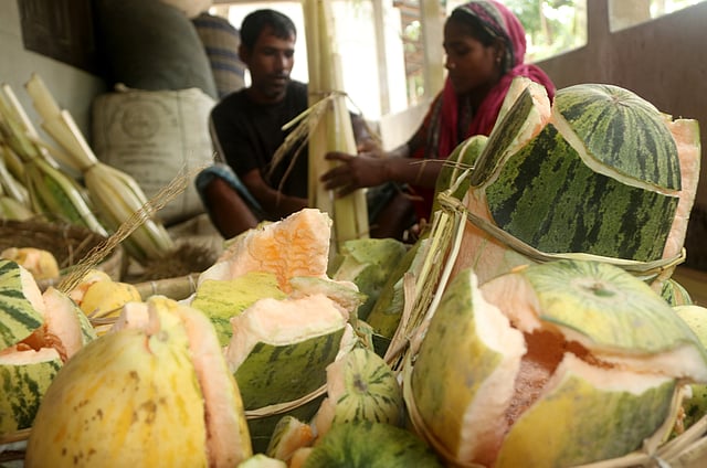 খেত থেকে তোলা ফেটে যাওয়া বাঙ্গি কলাগাছের বাকল দিয়ে বাঁধছেন অফিজ দম্পতি।