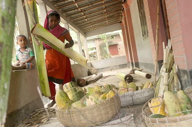 ফাটা বাঙ্গি বাঁধার জন্য ডাগুর কাটছেন এক নারী। পাশেই বসে থেকে দেখছেন তার শিশুসন্তান