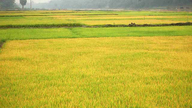 প্রথম আলো ফাইল ছবি।