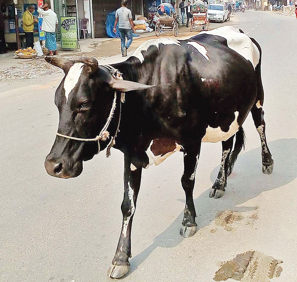 অবাধে রাস্তায় ঘুরে বেড়াচ্ছে গবাদিপশু। গতকাল সকালে শহরের লম্বাগাছ এলাকায়। ছবি: প্রথম আলো