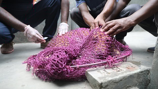 টিকা দেওয়ার জন্য তৈরি করা হয়েছে কুকুরটিকে।