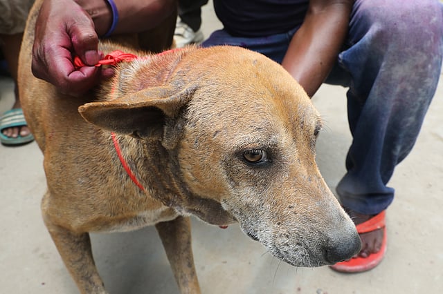যে কুকুরের মালিক আছে, টিকা দেওয়ার পর তার গলায় লাল ফিতা বেঁধে দেওয়া হয়।
