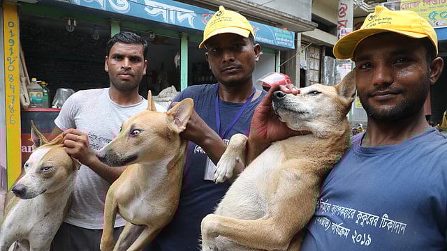 অনেক সময় কোলে করেই সড়কে থেকে তুলে আনা হয় কুকুর।