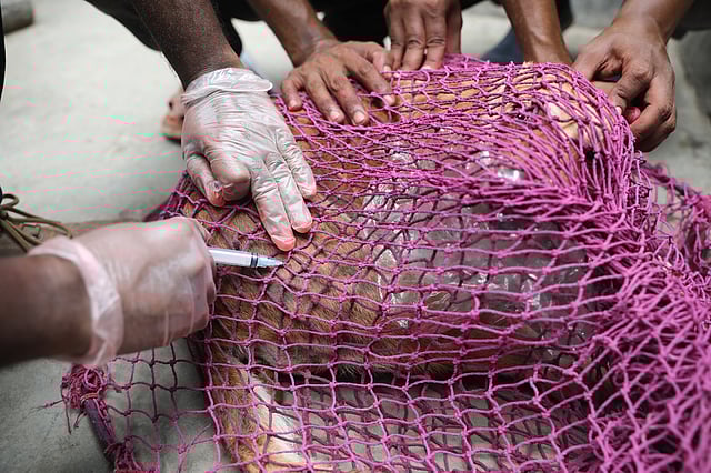 কুকুরকে জলাতঙ্ক প্রতিষেধক টিকা দেওয়া হচ্ছে।