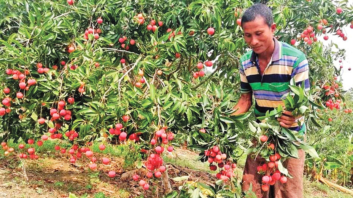 বাগান থেকে লিচু সংগ্রহ করছেন চাষি জীবন চাকমা। গত শনিবার দুপুরে বাঘাইছড়ির সাজেকের ১০ নম্বর এলাকায়।  ছবি: প্রথম আলো