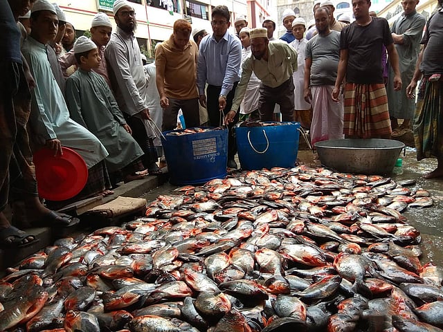 যাত্রাবাড়ী মাছের আড়তে ১৫ মে বিক্রি হচ্ছিল পিরানহা। পরে মৎস্য অধিদপ্তর ও র‌্যাবের ভ্রাম্যমাণ আদালত তা জব্দ করেন।  ছবি: প্রথম আলো