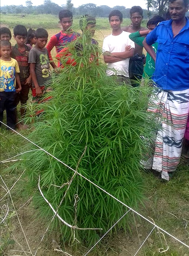 নান্দাইলের একটি শসা খেত থেকে গাঁজার গাছ উদ্ধার করে পুলিশ। ছবি: প্রথম আলো