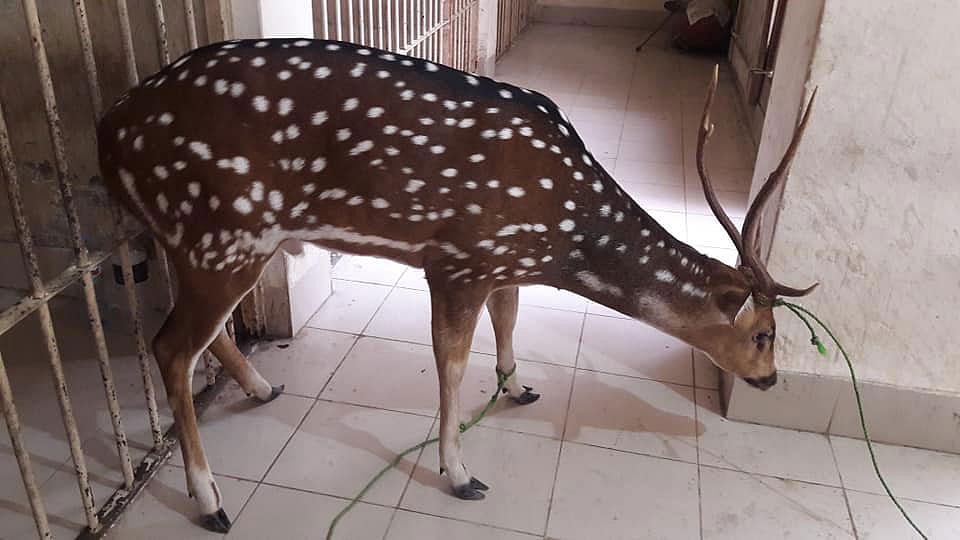 ফেনীর সোনাগাজী উপজেলার চর চান্দিয়া ইউনিয়নের মোহাম্মদপুর এলাকায় পাওয়া গেছে এই চিত্রা হরিণটি। ছবি: প্রথম আলো