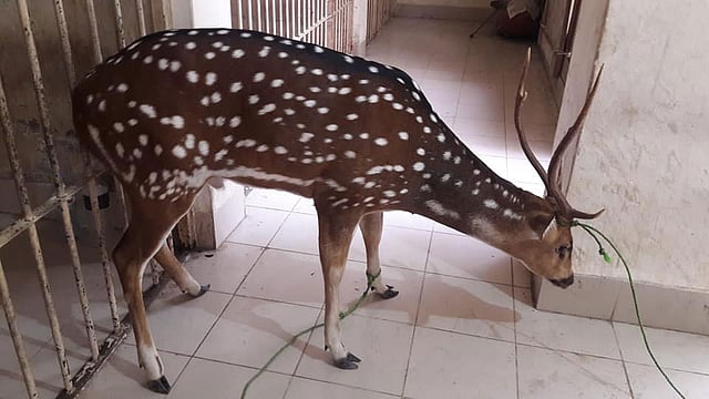 ফেনীর সোনাগাজী উপজেলার চর চান্দিয়া ইউনিয়নের মোহাম্মদপুর এলাকায় পাওয়া গেছে এই চিত্রা হরিণটি। ছবি: প্রথম আলো