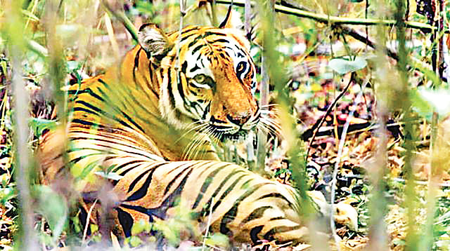 সুন্দরবনের বাঘ।  ছবি: সায়েন্স অব দ্য টোটাল এনভায়রনমেন্ট