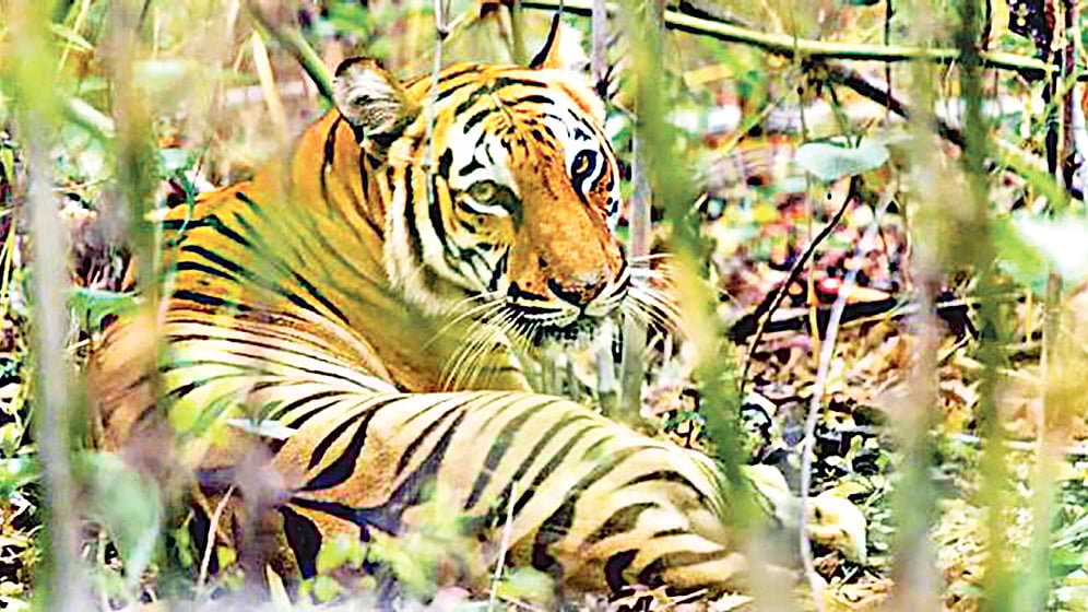 সুন্দরবনের বাঘ।  ছবি: সায়েন্স অব দ্য টোটাল এনভায়রনমেন্ট