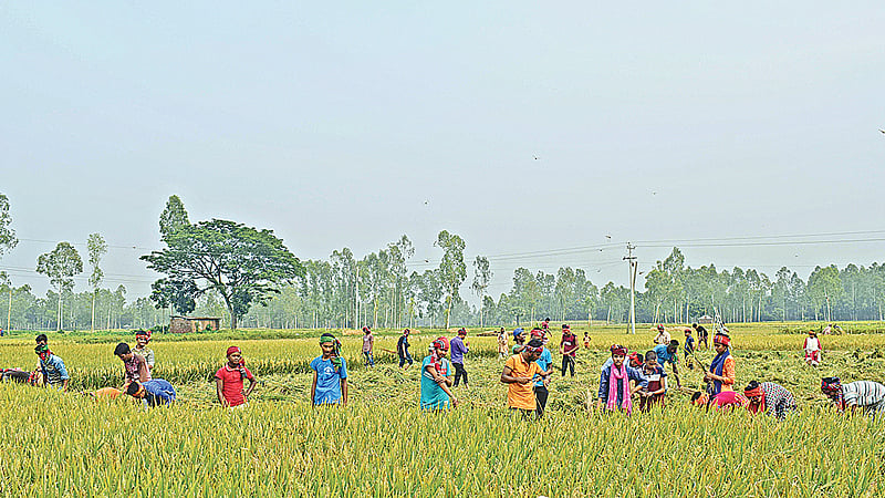 রংপুরের পীরগঞ্জ উপজেলায় গরিব কৃষকের ধান স্বেচ্ছাশ্রমে কেটে দিচ্ছে শিক্ষার্থীরা। গত সোমবার চতরা পাথারে।  ছবি: প্রথম আলো