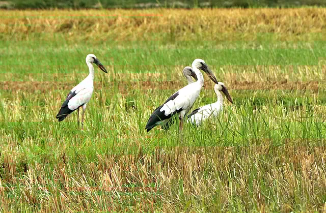 খাবারের জন্য অপেক্ষা