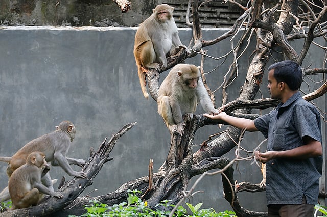 এভাবে নিয়মিত বানরগুলোকে খাবার দেওয়া হয়।