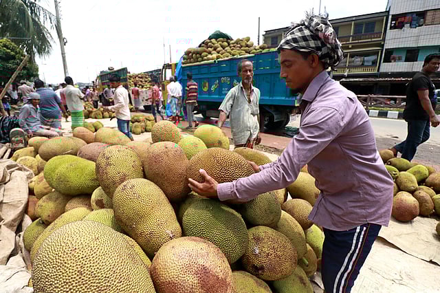 আকারভেদে কাঁঠাল বিক্রি হয় ২০ থেকে ২৫০ টাকায়